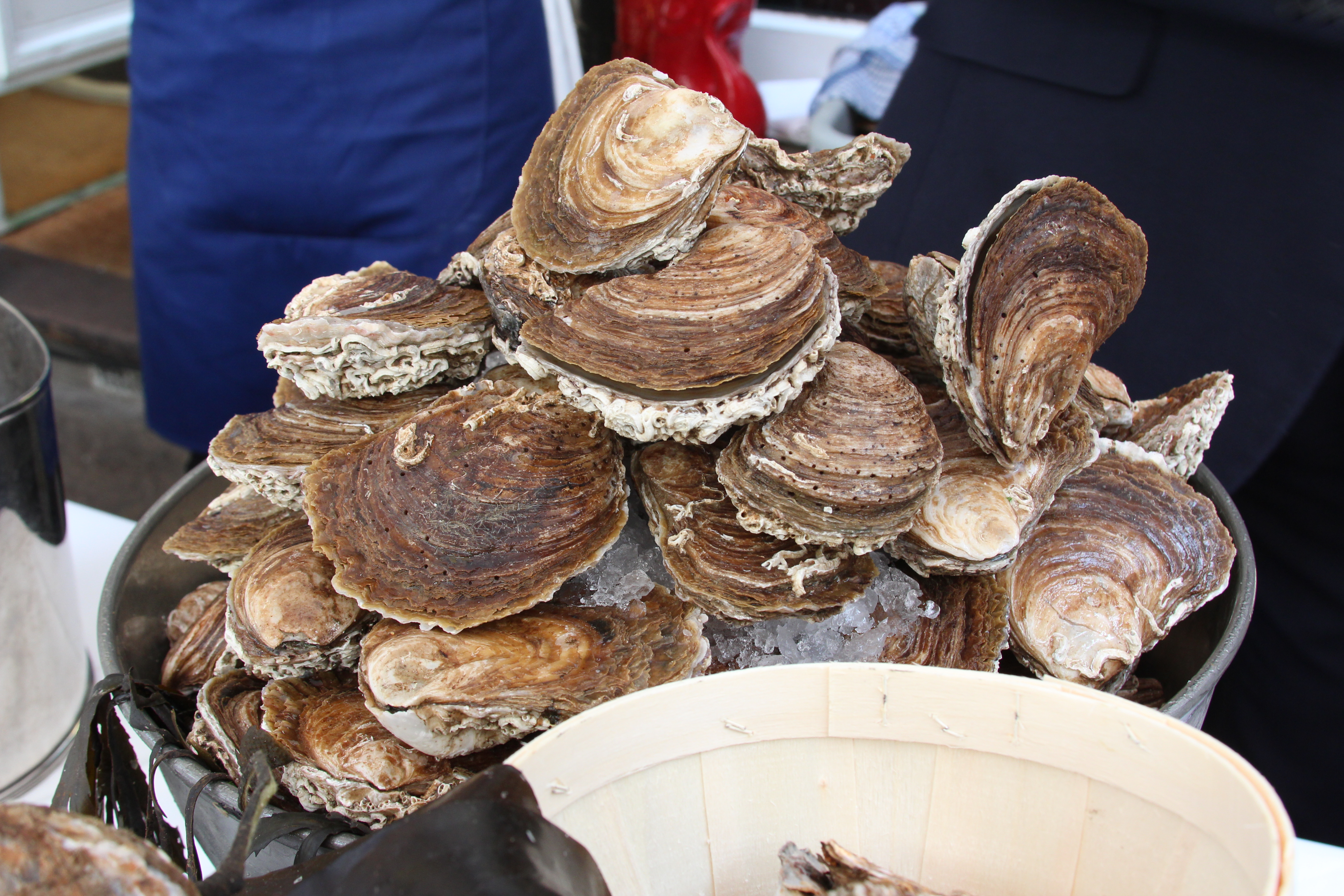 New oyster season