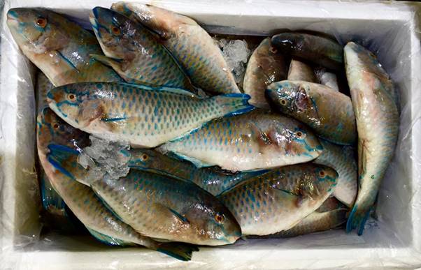 Parrot fish