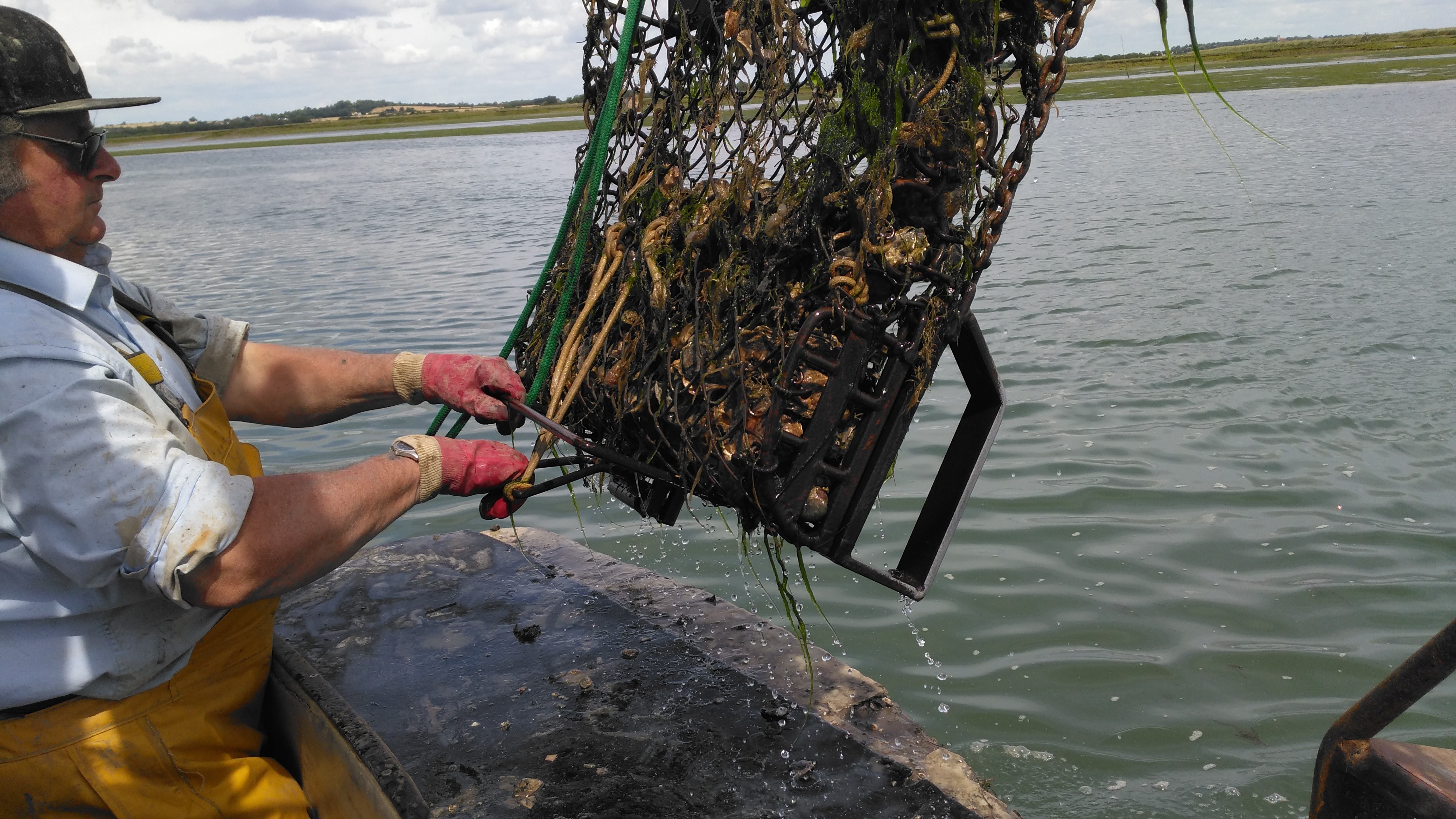 Hauling in rock and native oysters
