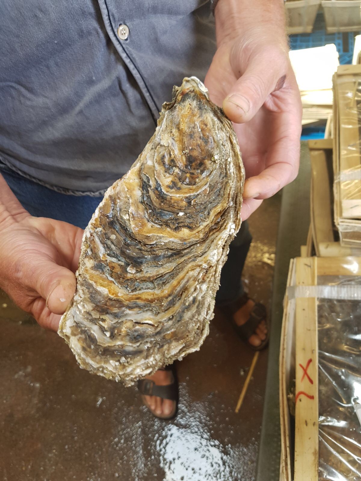 Jonathan holding a large rock oyster